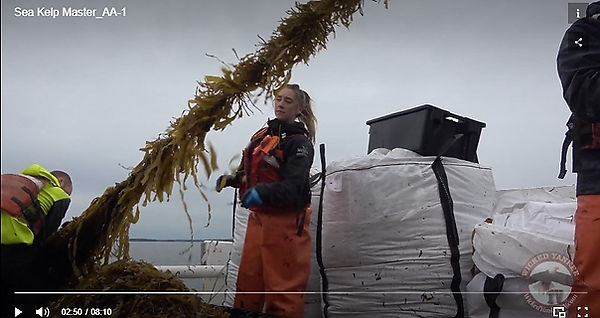 Sea Kelp Harvest Maine.
